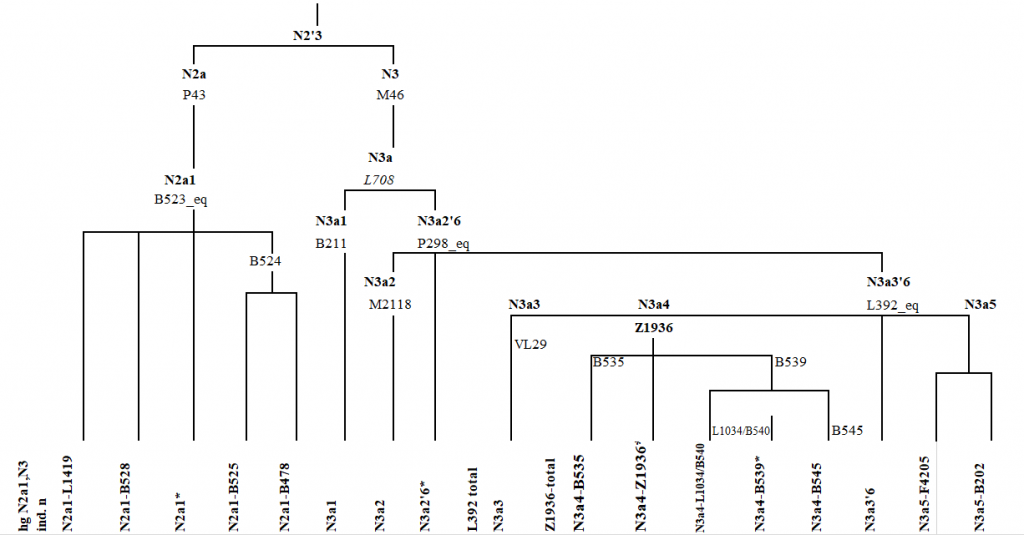 haplogroup-n1a-scheme